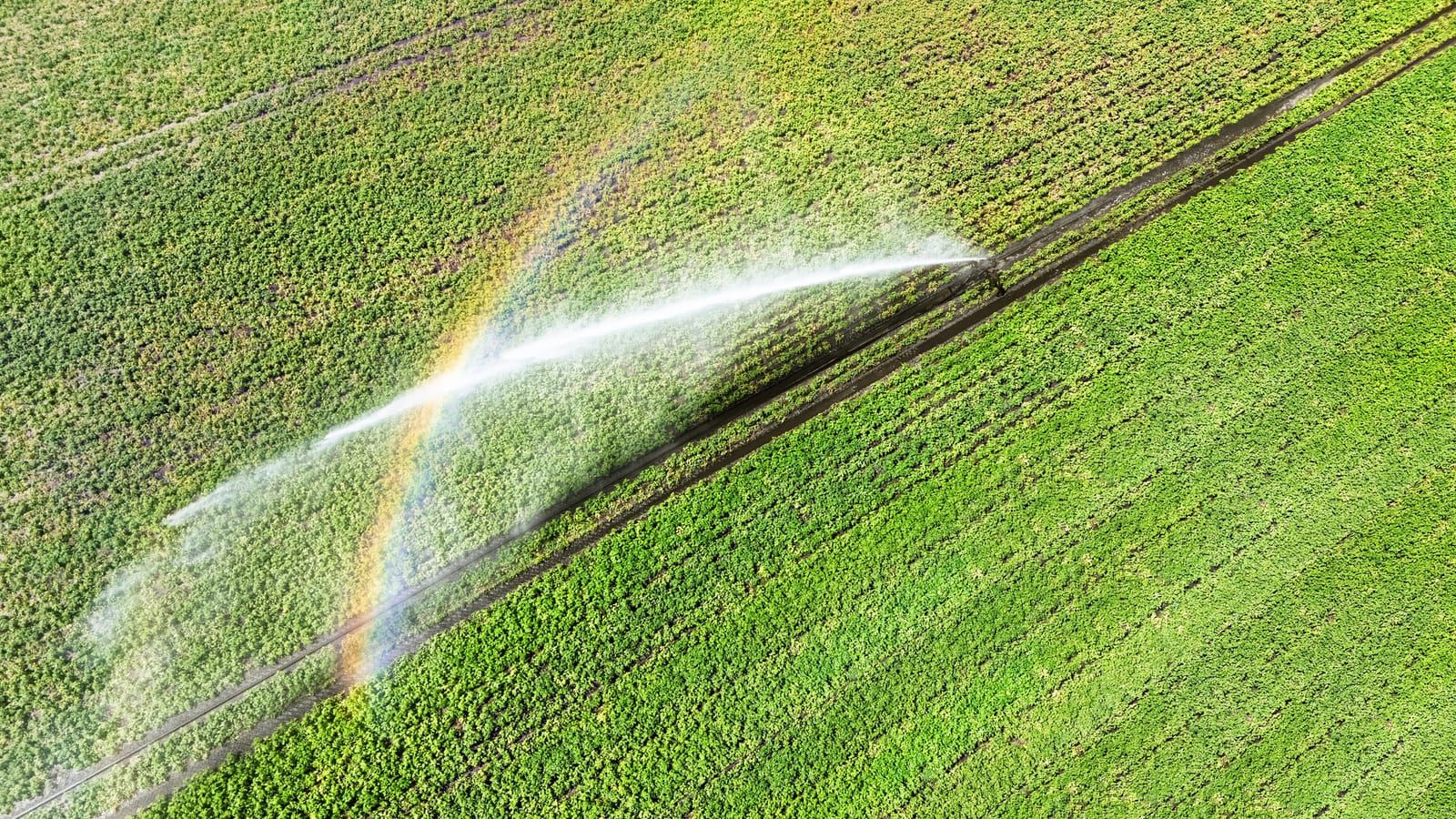 Vista aérea de sistema de riego agrícola con aspersores generando un arcoíris sobre el cultivo